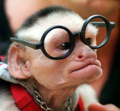 monkey_with_glasses.jpg